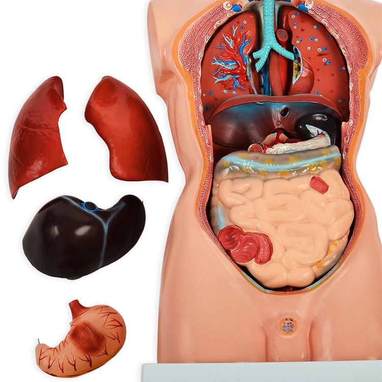 内蔵模型 人体模型85cm 男性 GX-201パーツ取り外し可 JK-2994Y : 株式