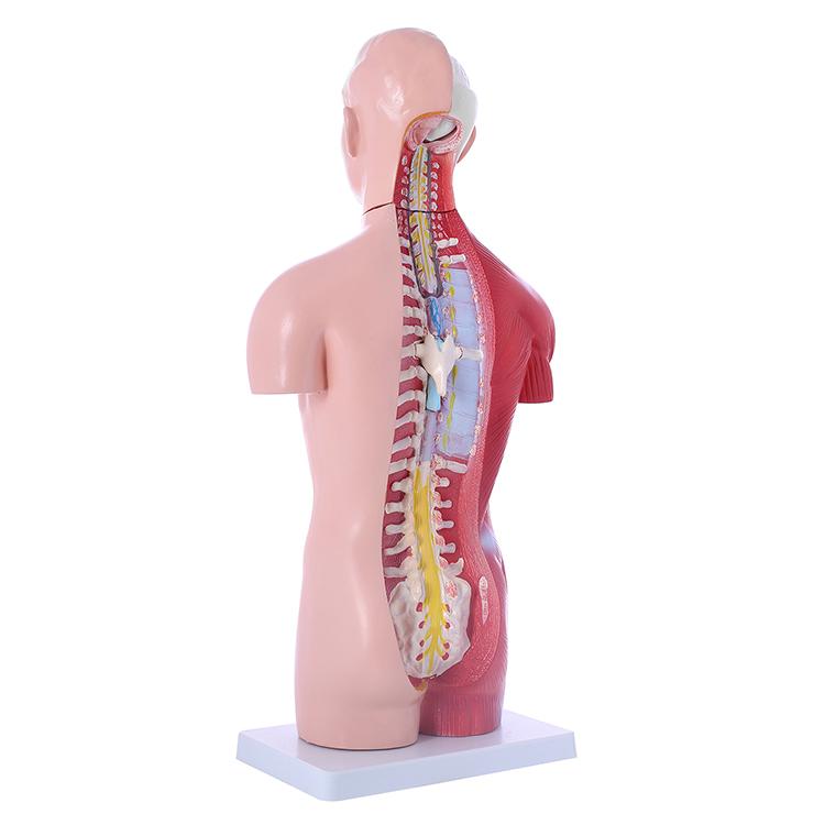人体模型GX-207 お腹も背中も見える内臓模型45cm 17パーツ取り外し可