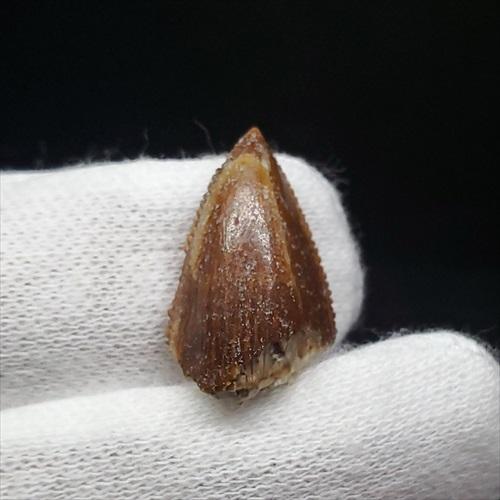 博物館級 マジュンガサウルス 恐竜 歯 化石 本物 マダガスカル産 19.30