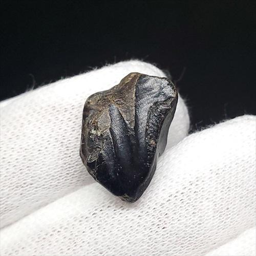 希少 イグアノドン 恐竜 歯 化石 本物 イギリス諸島産 17.77mm