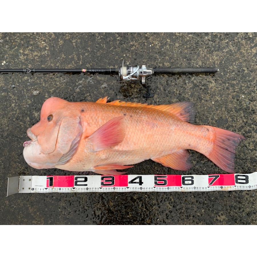 サクラ(櫻井釣具) 伊勢かぶせ釣り 195 : フィッシングトライ - 通販