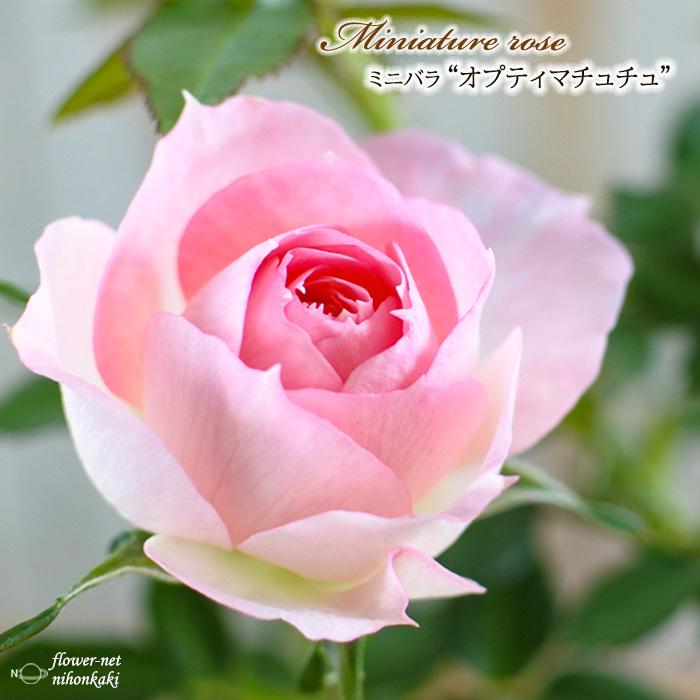日本花キ流通 【まもなく締め切り】 予約販売 ミニバラ オプティマ