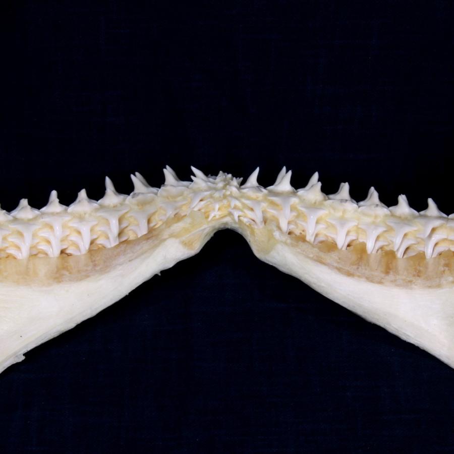 サメ 標本】カマストガリザメNo.22 顎骨標本 サメの歯 コレクション