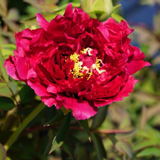 満天紅 （赤系） 牡丹 2年生 6号スリット鉢植え : 苗木部 花ひろば
