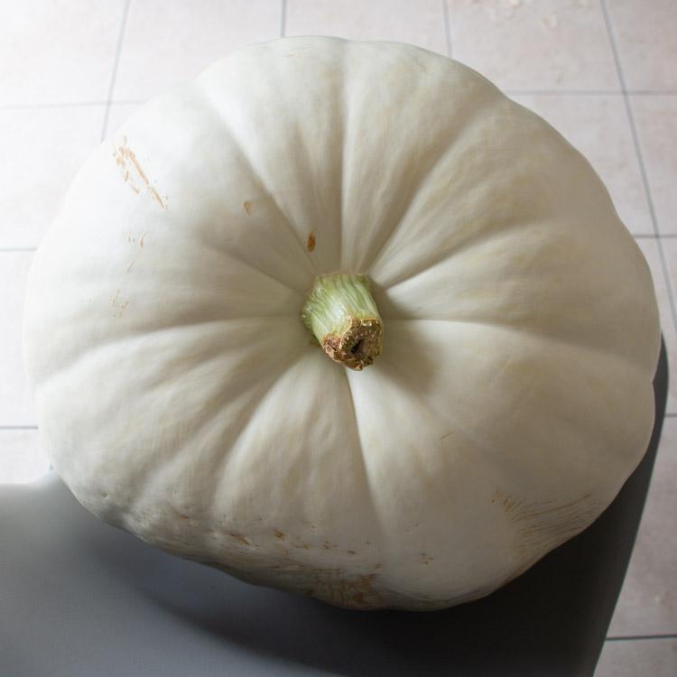 最終売り尽くし／ハロウィン用 巨大 白かぼちゃ 本物カボチャ 鑑賞用