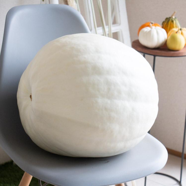 最終売り尽くし／ハロウィン用 巨大 白かぼちゃ 本物カボチャ 鑑賞用