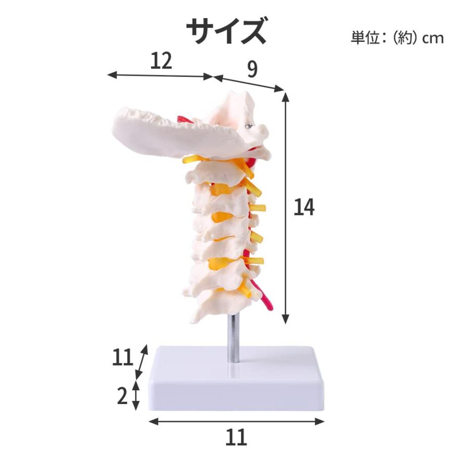 人体模型 実物大 頸椎模型 頚椎模型 頚椎 後頭骨 骨格模型 1/1サイズ