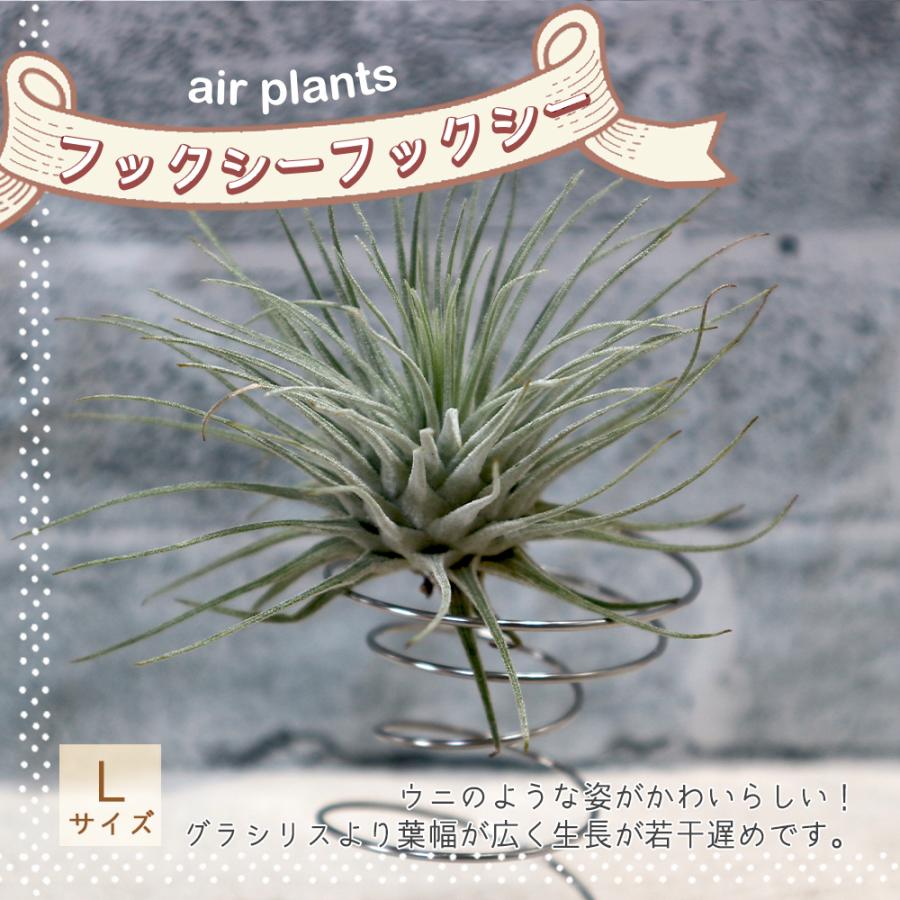 ITANSE エアプランツ チランジア フックシー・フックシー Lサイズ 1個