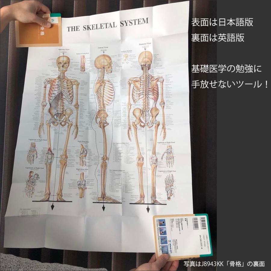 骨格」医学ポスター ミウラ折りポスター 人体解剖学図ポスター 医学