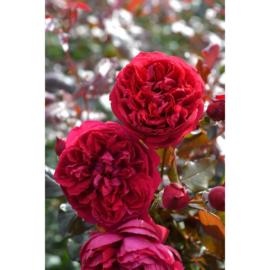 ジャンクリストフ（バラ苗：ロサ・オリエンティス） 大苗予約 7号