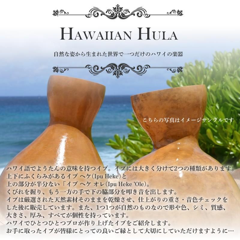 ハワイアン フラダンス 楽器 イプ ヘケ オレ Lサイズ (9インチ) ハワイ