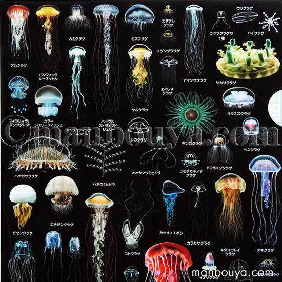 A4クリアファイル クラゲグッズ おもしろ文房具 くらげの図鑑 海月大全