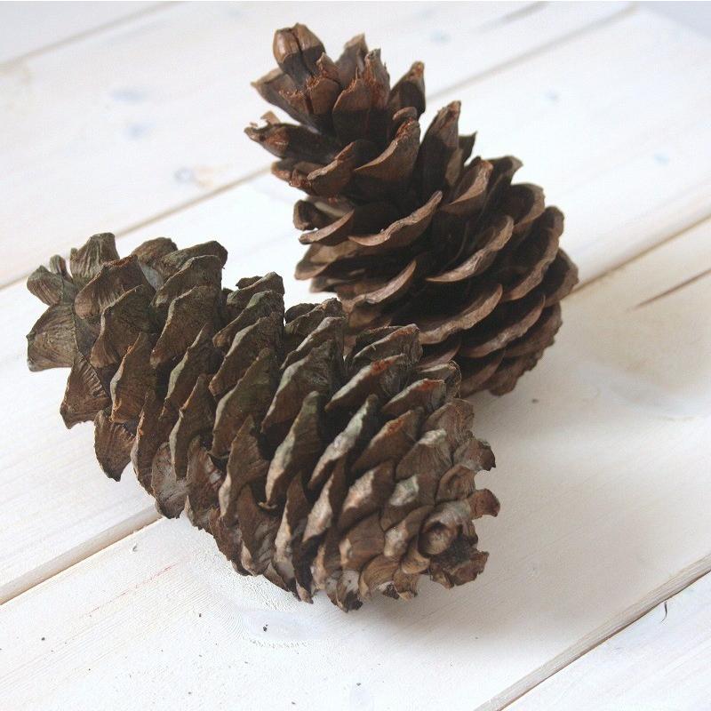 天然素材 松ぼっくり タイワンゴヨウ（マツ科） まつぼっくり 2個