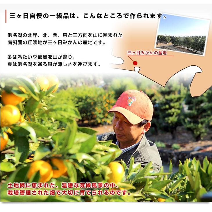 静岡県より産地直送 JAみっかび 三ケ日みかん (早生品種) 大玉2Lサイズ