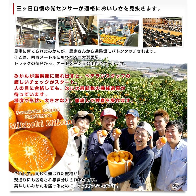 静岡県より産地直送 JAみっかび 三ケ日みかん (早生品種) 大玉2Lサイズ