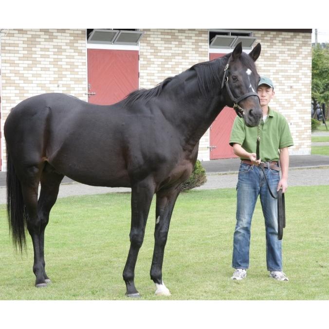 ステイゴールド ぬいぐるみ Mサイズ 競馬 アイドルホース 01年 香港