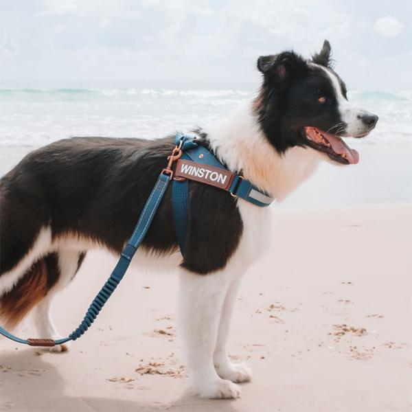 EZYDOG(イージードッグ) エクスプレスハーネス・プレミアムデニム