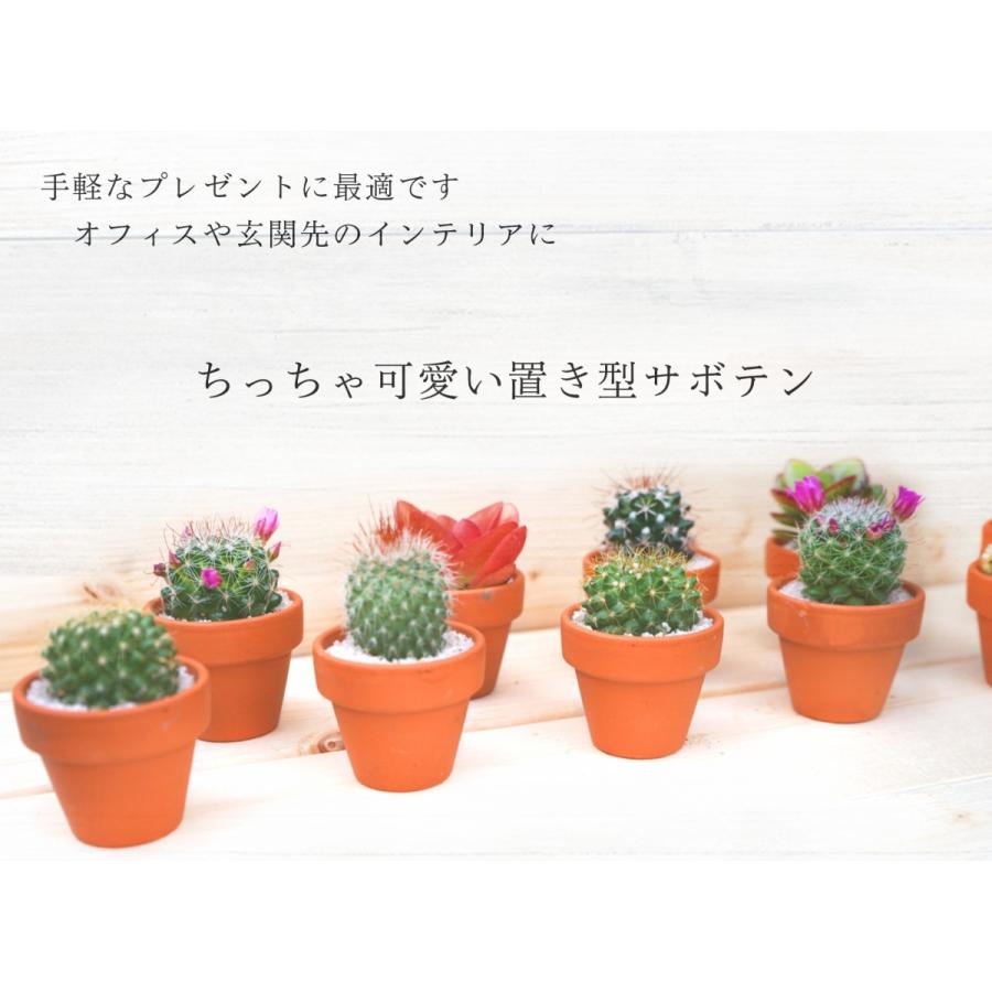 サボテン 4点 セット 1.5号 鉢 約4.7cm×4.7cm×9cm 観葉植物