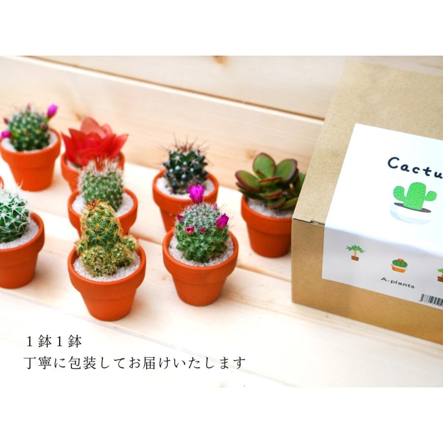 サボテン 4点 セット 1.5号 鉢 約4.7cm×4.7cm×9cm 観葉植物