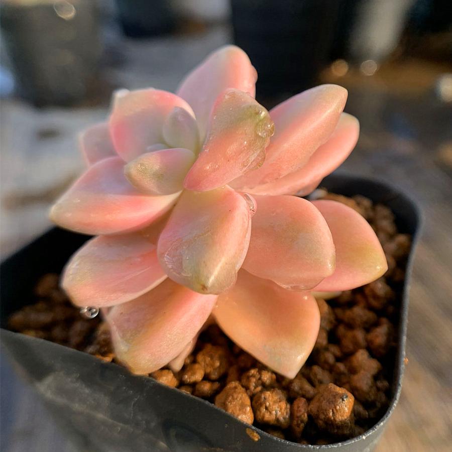 農園直売 多肉植物 寄せ植え グラプトべリア属 ティテュバンス錦 美苗