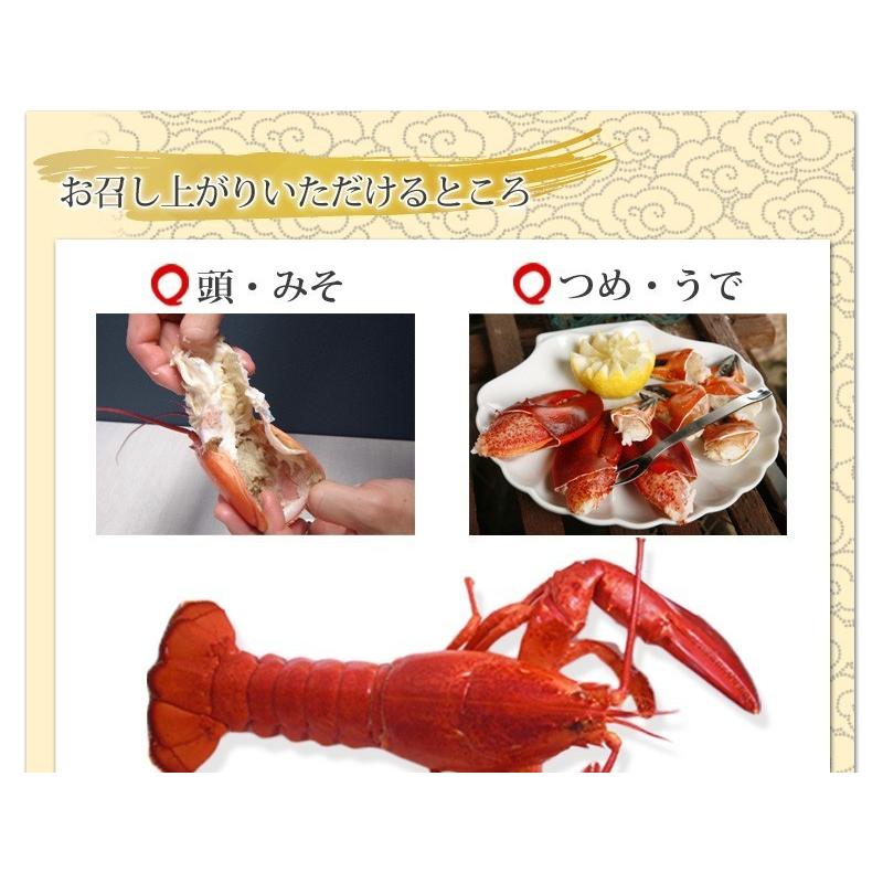 活オマール海老 JAMBO900g/1kg【送料無料】 : 活物専門商社 魚活 Yahoo