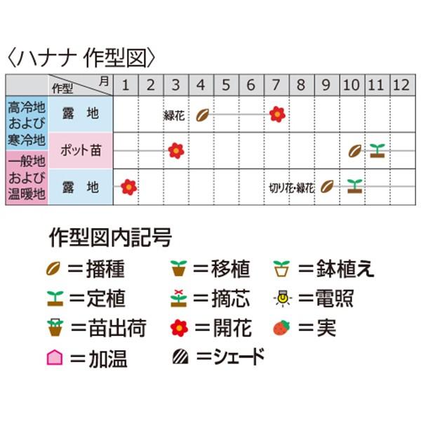 花の種（営利用）ハナナ 88号No.20 1dl サカタのタネ 種苗（メール便