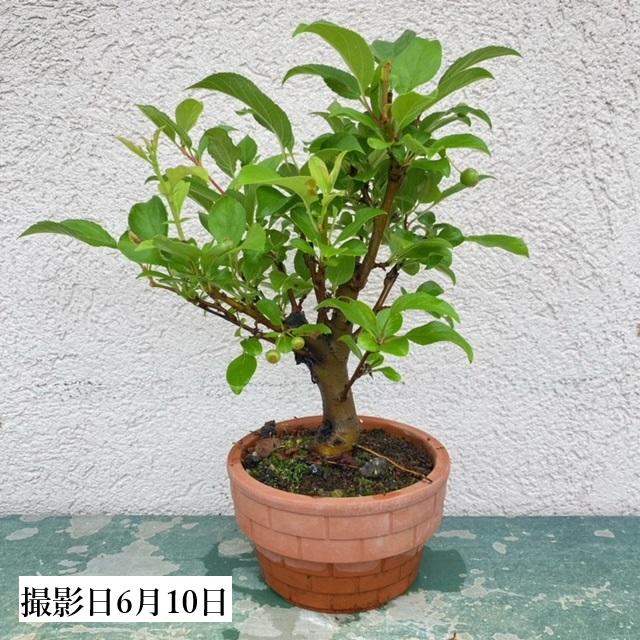 苗：深山かいどう* ミヤマカイドウ 素焼き鉢入り/海棠 : 遊恵盆栽