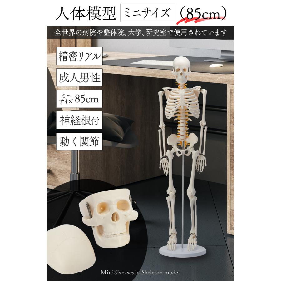 国際規格認証品】ミニサイズ 成人男性 人体模型 85cm 神経根有り 全身