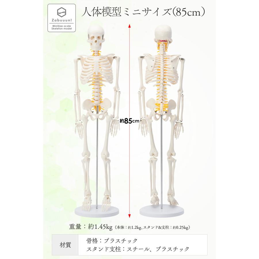 国際規格認証品】ミニサイズ 成人男性 人体模型 85cm 神経根有り 全身