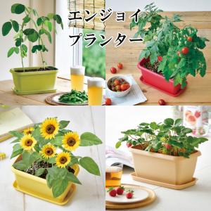 栽培キット Bloom small Himawari ミニヒマワリ栽培セット 栽培セット