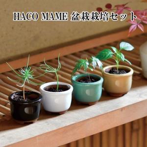 栽培キット 栽培セット 聖新陶芸 HACO MAME 盆栽栽培セット GD-965