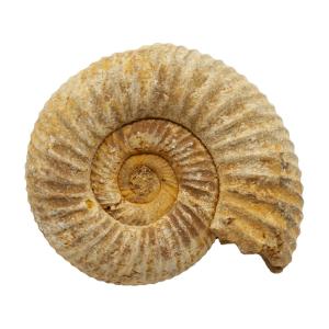 チャーム（charm） 形状お任せ モロッコ産 直角石（オウムガイ） 1個