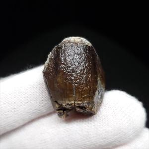 極上 ウミユリ トラウマトクリヌス 化石 本物 貴州省産 46cmプレゼント