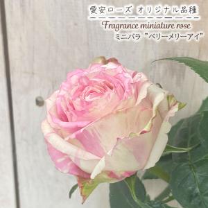 予約販売 ミニバラ バラードアイ 3号ポット 四季咲き バラ 薔薇 バラ苗