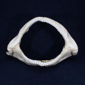 サメ 標本】カマストガリザメNo.28 顎骨標本 サメの歯 コレクション