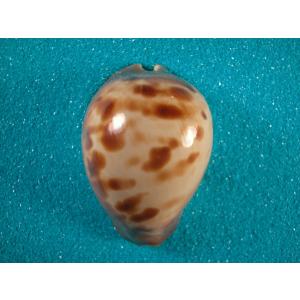 キッコウダカラ : 貝殻ストア - 通販 - Yahoo!ショッピング