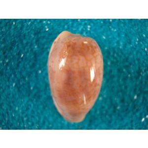 ビードロダカラ : 貝殻ストア - 通販 - Yahoo!ショッピング