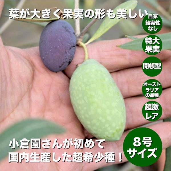 小倉園 オリーブ・ジャンボカラマタ 8号鉢 オリーブの木 鉢植え 庭木