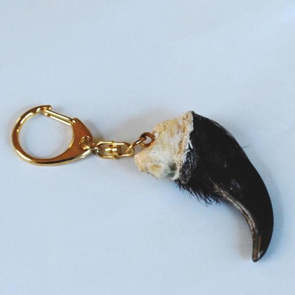 熊の爪 キーホルダー 大サイズ ベアークロー くま クマ 爪 : 北国の