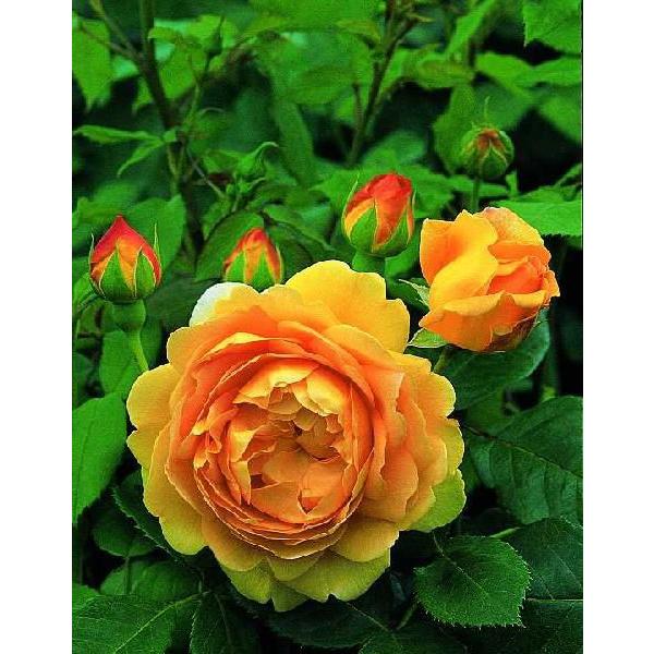 ゴールデン・セレブレーション（バラ苗：イングリッシュローズ） 大苗