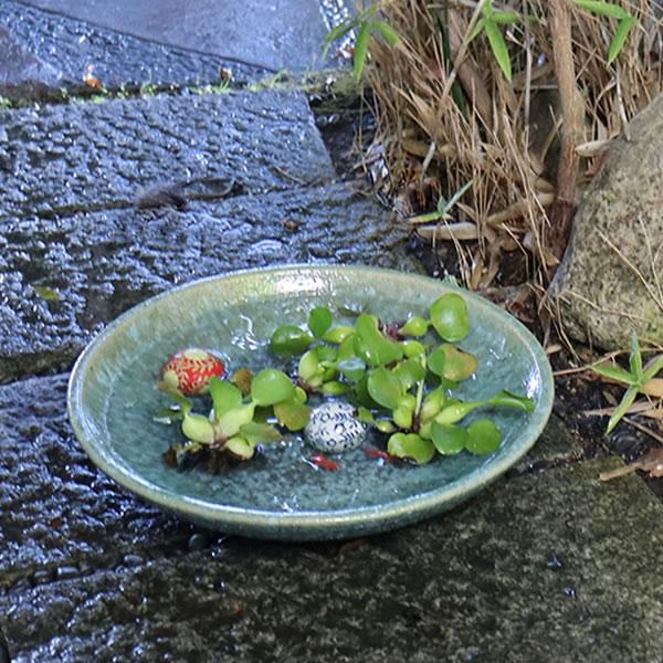 信楽焼 睡蓮鉢 メダカ鉢 おしゃれ めだか鉢 陶器 水鉢 ビオトープ