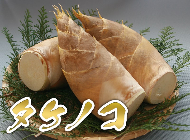 タケノコ - JA鹿児島いずみ