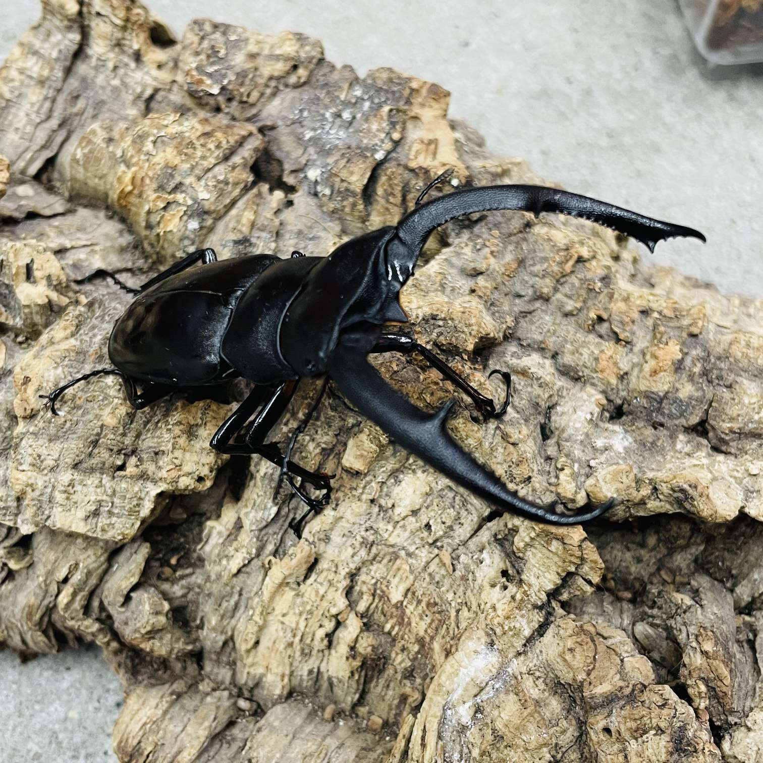 マンディブラリスフタマタクワガタの販売 2026年 ペットショップJaRep