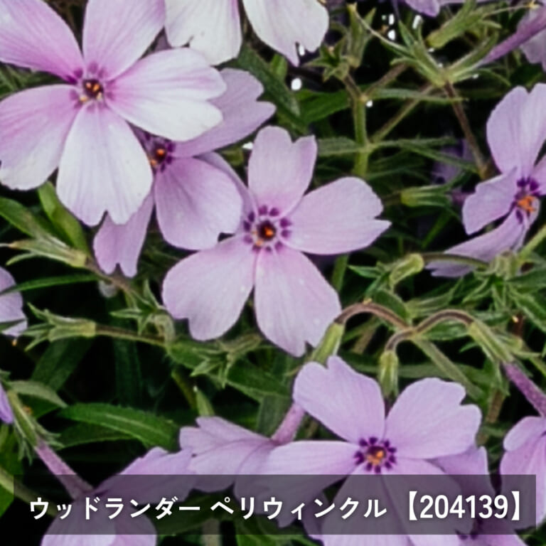 倍咲く芝桜苗（ウッドランダー） 選べる2・4・6ポットセット