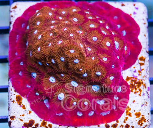 Jason Fox Paranoia Favia – Jason Fox Signature Corals