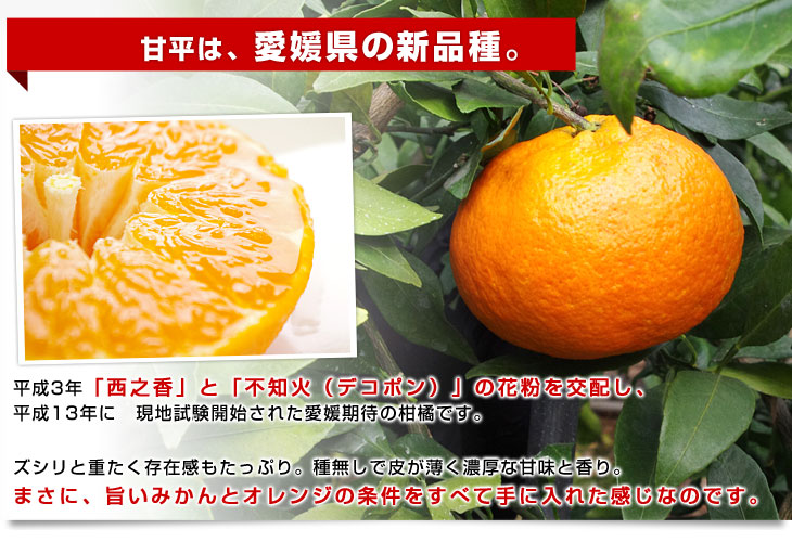 愛媛県より産地直送 JAにしうわ 甘平(かんぺい) 秀品 3LからLサイズ 3