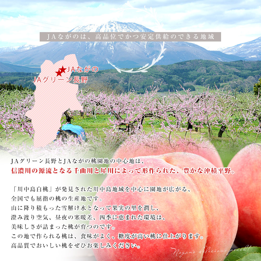 長野県 高糖度桃 約5キロ（15玉から16玉）※JAながの（エクセレント