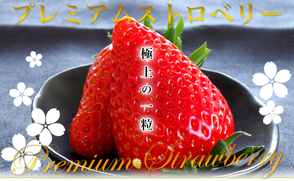 静岡県より産地直送 JAふじ伊豆 プレミアムいちご きらぴ香 DX 約520g