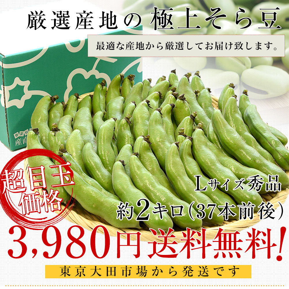 厳選産地の極上そら豆 秀品 Lサイズ 約2キロ（37本前後）送料無料