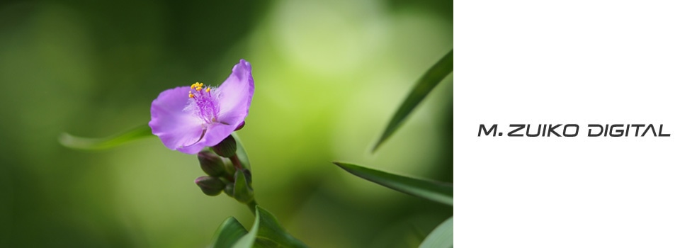 基本情報｜M.ZUIKO DIGITAL ED 75mm F1.8｜M.ZUIKO｜単焦点レンズ